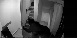 Poiana Brașov. Un urs a intrat într-un hotel, vineri noaptea. Pe imaginile de pe camerele de filmat se vede cum animalul deschide ușa pentru a pătrunde în clădire, apoi urcă scările și încearcă să deschidă o altă ușă. Angajații hotelului susțin că au sunat la 112, dar li s-a transmis că nu este o urgență și trebuie să apeleze la Poliția Locală.