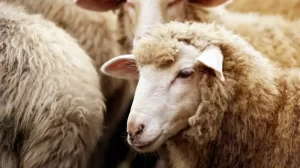 Premieră pentru exporturile românești: țara noastră livrează ovine cu avioane cargo către Algeria / Întreg necesarul pentru 2026 va veni din țara noastră